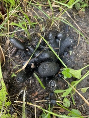 Xylaria polymorpha