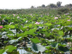 Nelumbo nucifera