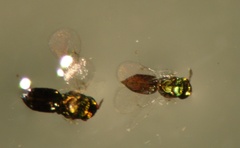 Closterocerus chamaeleon