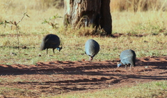 Numida meleagris mitratus