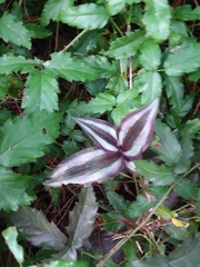 Tradescantia zebrina