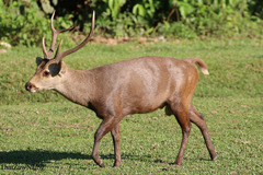 Axis porcinus porcinus