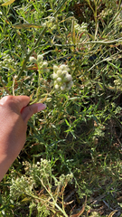 Pseudognaphalium californicum