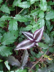 Tradescantia zebrina