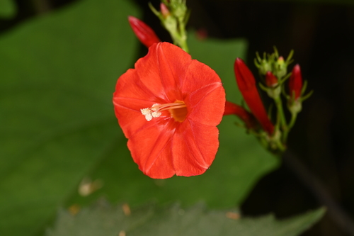 scarlet creeper