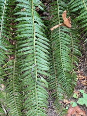 Polystichum