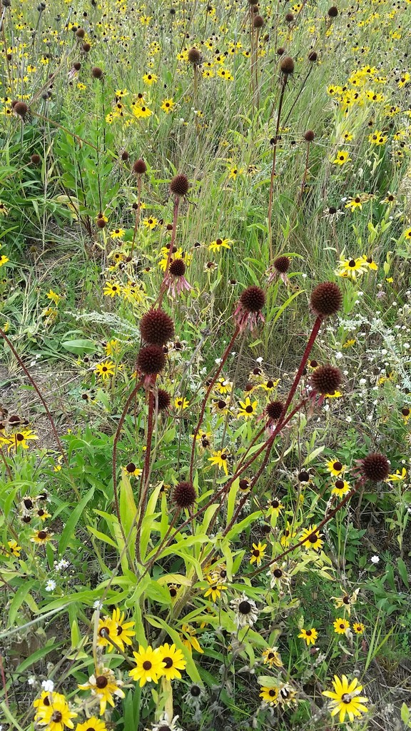 coneflowers from Stearns County, MN, USA on August 3, 2018 at 0131 PM