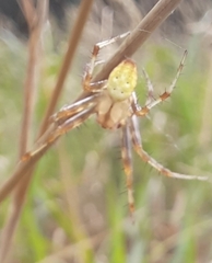 Araneus trifolium