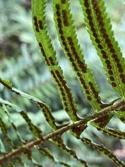 Polystichum