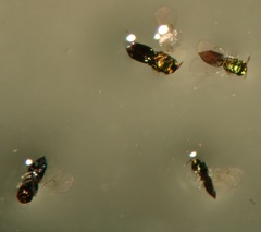 Closterocerus chamaeleon