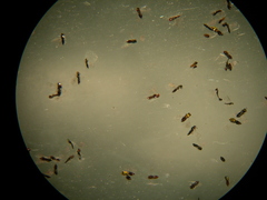 Closterocerus chamaeleon