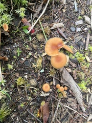 Basidiomycota