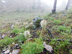 Pulsatilla occidentalis
