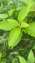 Eutrochium purpureum