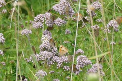 Aphantopus hyperantus
