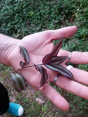 Tradescantia zebrina
