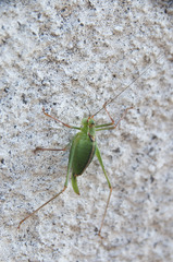 Leptophyes punctatissima