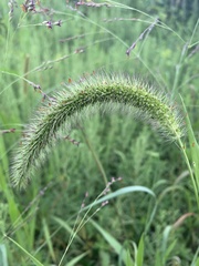 Setaria faberi