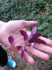 Tradescantia zebrina