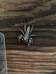 Platycryptus undatus