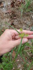 Cyperus lancastriensis