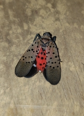 Lycorma delicatula