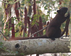 Callosciurus finlaysonii