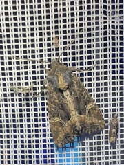 Helotropha reniformis