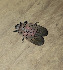 Lycorma delicatula