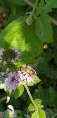 Eristalinae