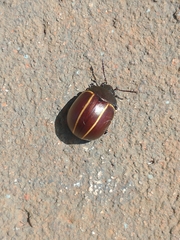 Coleoptera