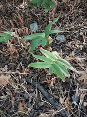 Maianthemum stellatum