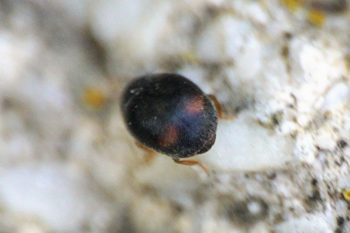 Nephus bisignatus