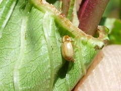 Cryptocephalus