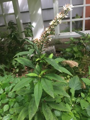 Lysimachia