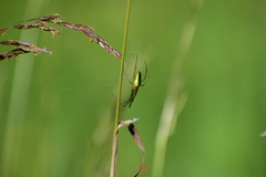 Tetragnathidae