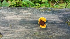 Gloeophyllum sepiarium