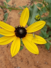 Helianthus petiolaris
