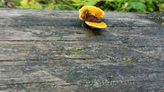 Gloeophyllum sepiarium