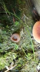 Humaria hemisphaerica