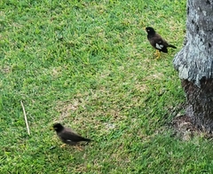Acridotheres tristis
