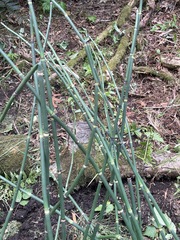 Equisetum hyemale