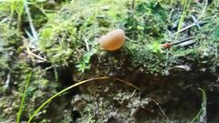 Humaria hemisphaerica