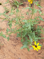 Helianthus petiolaris