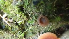 Humaria hemisphaerica