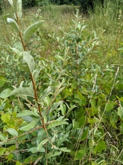 Elaeagnus umbellata