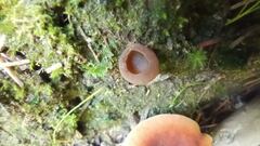 Humaria hemisphaerica