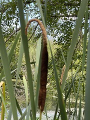 Typha angustifolia