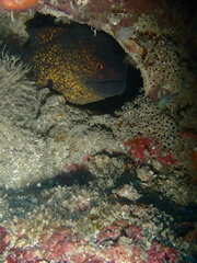 Gymnothorax flavimarginatus