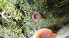 Humaria hemisphaerica